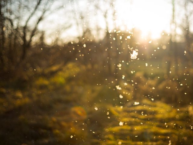 Printemps : préparez-vous contre les allergies saisonnières