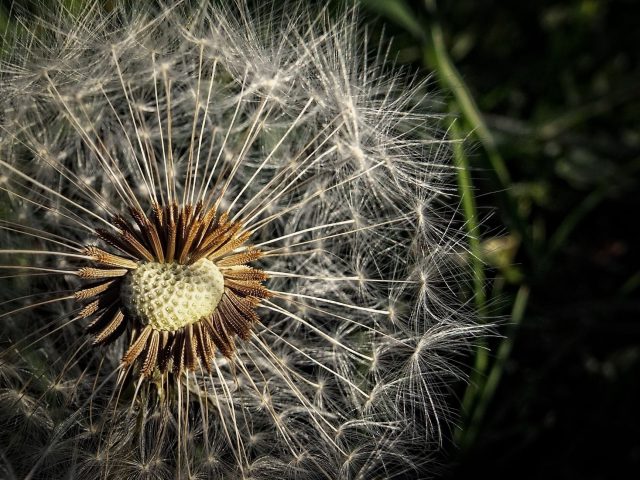 Prévenir les allergies au pollen : conseils pour la saison